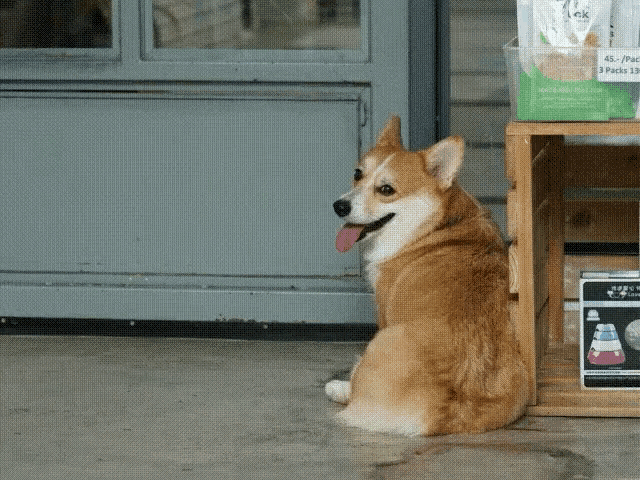 a brown and white dog is sitting in front of a door with a bag of rice on a shelf