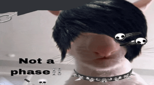 a cat wearing a choker and a wig with the words not a phase