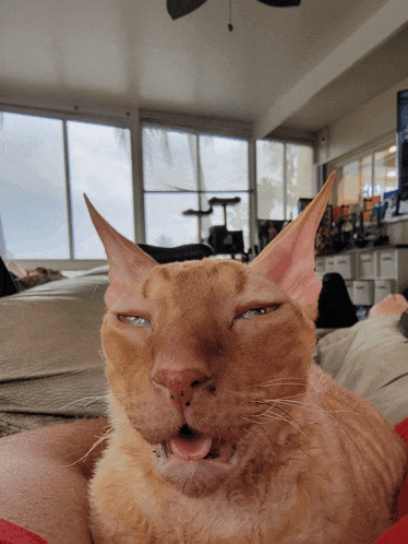 a cat with its mouth open looks like it is yawning