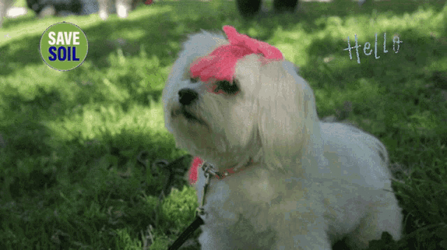 a white dog with a pink bow on its head is sitting in the grass with a save soil logo in the background