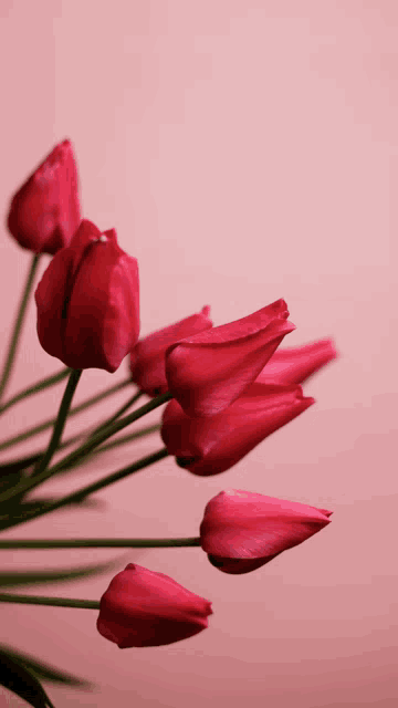 a bunch of red flowers with a pink background