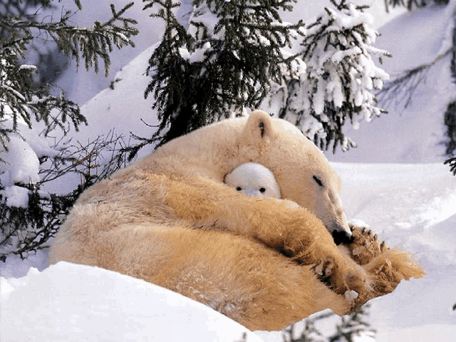 a polar bear laying in the snow holding a baby bear