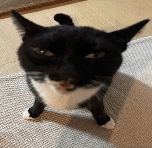 a black and white cat is standing on its hind legs and looking up at the camera .