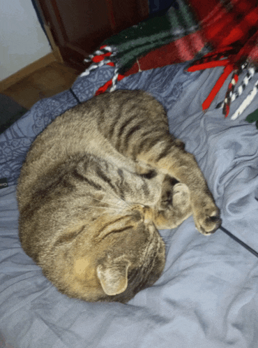 a cat laying on a bed with a plaid blanket behind it