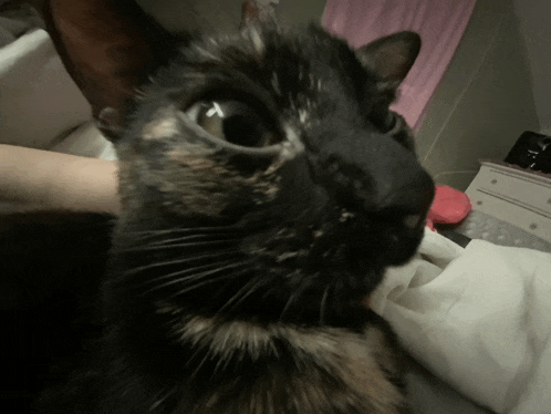 a close up of a cat 's face with a pink curtain behind it