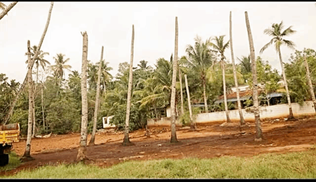 a row of palm trees in a dirt area