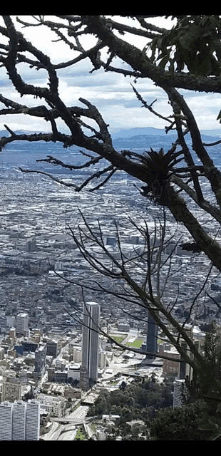 a view of a city from a tree with a few buildings in the background