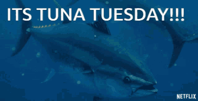 a picture of a tuna with the words " its tuna tuesday !!! " above it