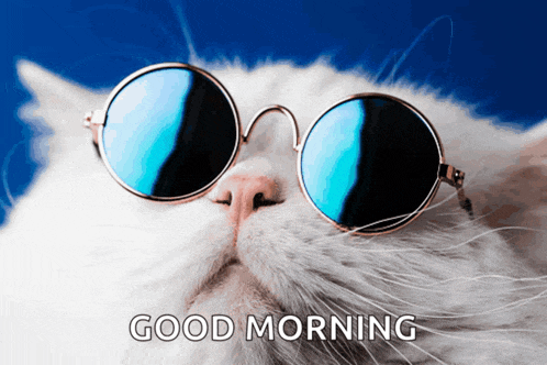 a white cat wearing sunglasses with the words good morning written below it