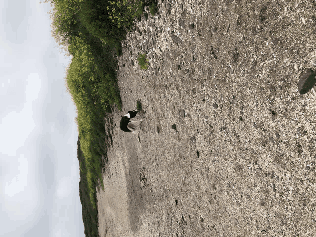 a black and white dog is walking down a gravel road