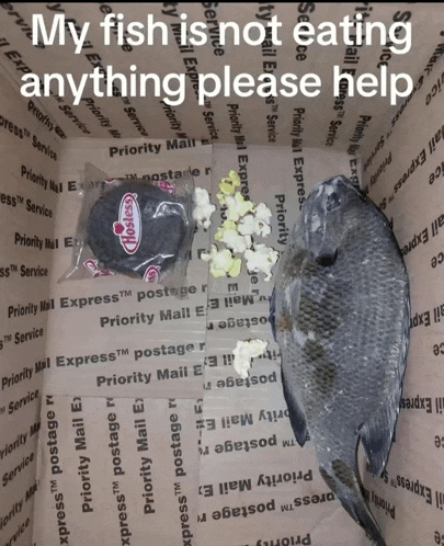 a fish is laying on priority mail express paper