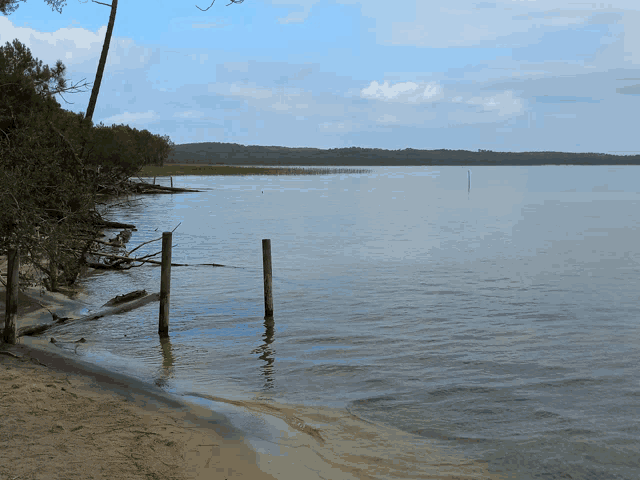 a body of water surrounded by trees and a sandy shoreline