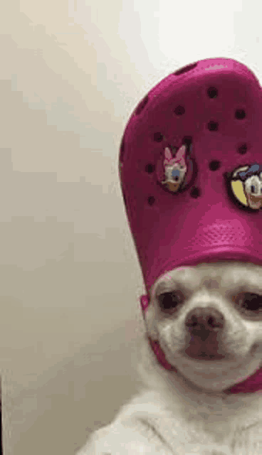 a small white dog wearing a pink croc hat with donald duck and daisy duck pins .