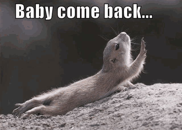 a squirrel is laying on a rock with its arm outstretched and says `` baby come back '' .