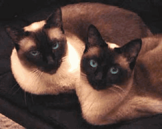 two siamese cats are laying next to each other on a couch .