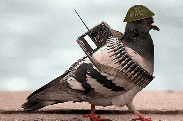 a pigeon wearing a helmet and carrying a radio