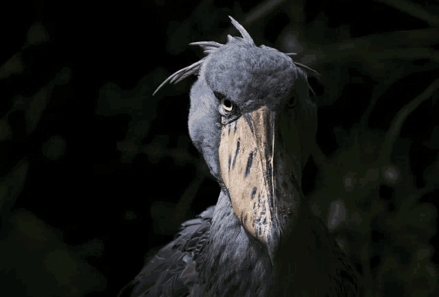 a bird with a very long beak is looking at the camera in the dark