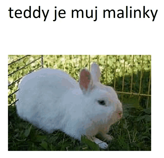 a white rabbit is sitting in the grass with the words teddy je muj malinky above it