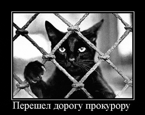 a black and white photo of a cat behind a fence with a caption in russian