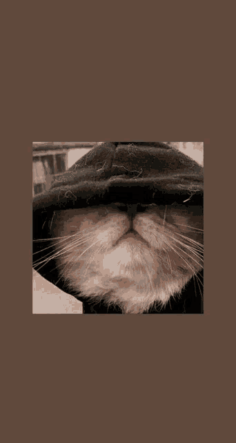 a close up of a cat 's face with a hat on