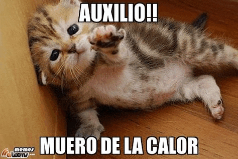 a kitten is laying on its back on a wooden floor with a caption in spanish .