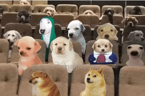 a bunch of dogs are sitting in a row with the hashtag cheemsgalaxyvm