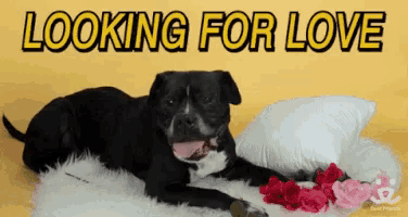 a dog is laying on a blanket with flowers and the words " looking for love " written above it