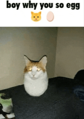 a cat is sitting on a bed next to a picture of a cat and an egg with the caption boy why you so egg