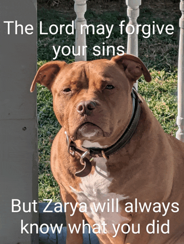 a picture of a dog with the words " the lord may forgive your sins but zarya will always know what you did " on it