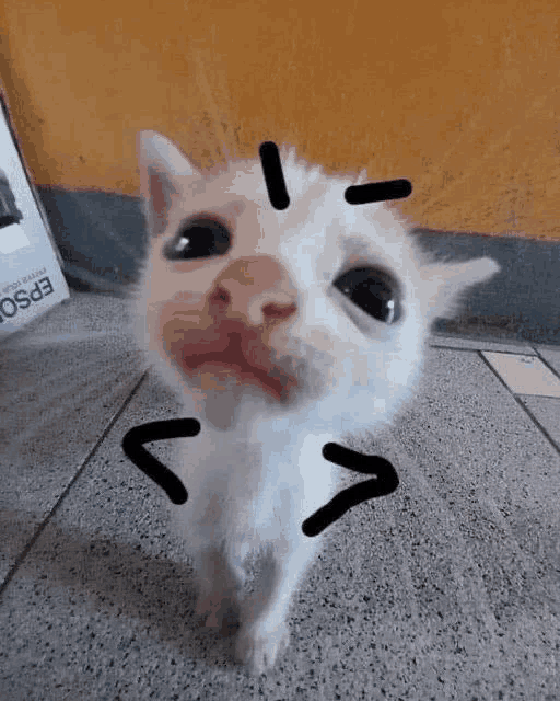 a white kitten is standing on a tile floor and looking up at the camera .