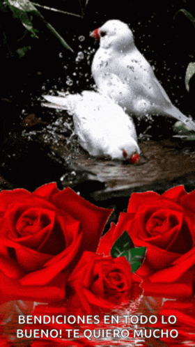 a picture of two white birds and red roses with the words bendiciones en todo lo bueno