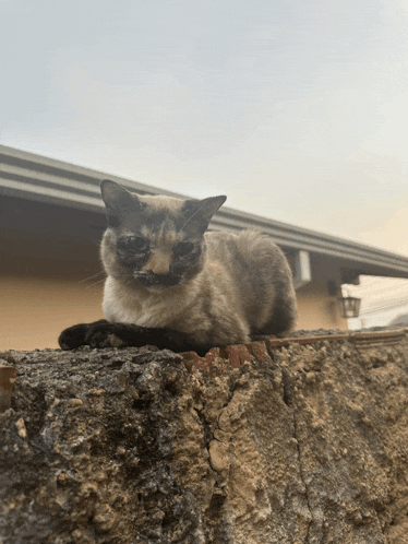 a cat laying on top of a brick wall