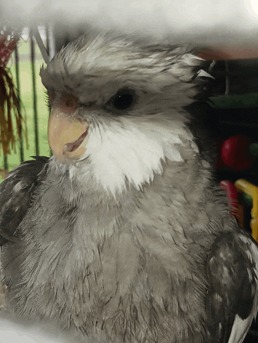 a gray and white bird with a yellow beak