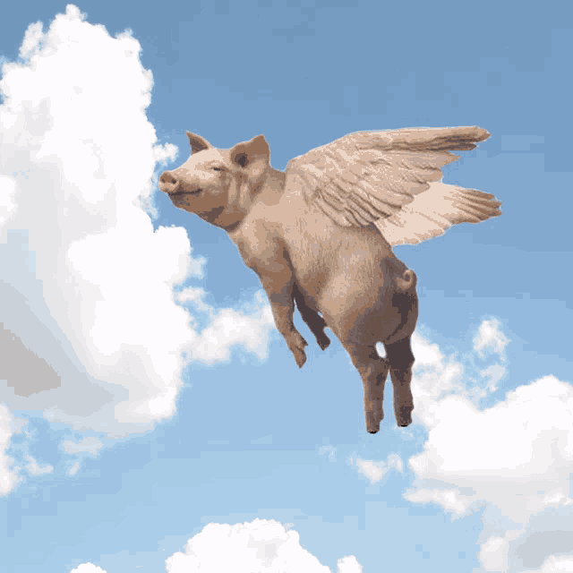 a pig with wings is flying through a blue sky