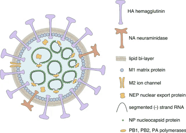 a diagram showing the structure of a virus with ha hemagglutinin in the middle