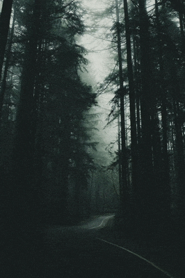 a dark forest with trees and a road in the middle