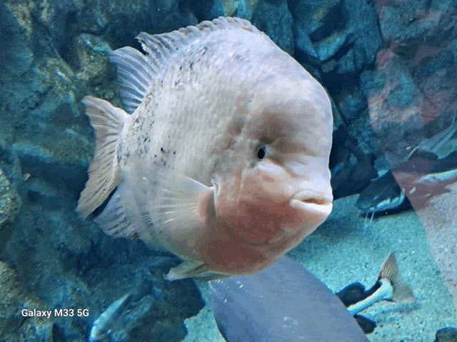 a fish is swimming in a tank with a galaxy m33 5g phone in the background