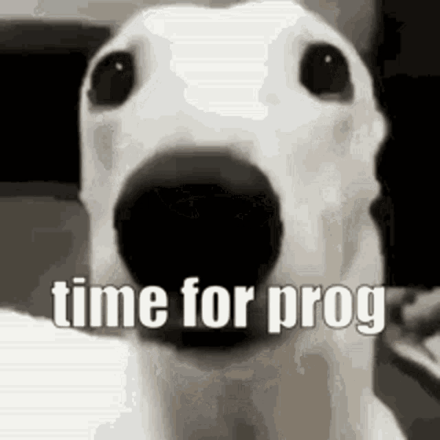 a white dog is looking at the camera with its mouth open and the words `` time for prog '' written on it .