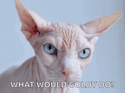 a picture of a hairless cat with the words what would goldy do