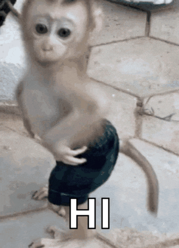 a baby monkey wearing shorts is standing on a tiled floor and says hi .