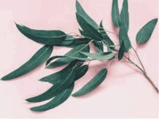 a branch of eucalyptus leaves on a pink background