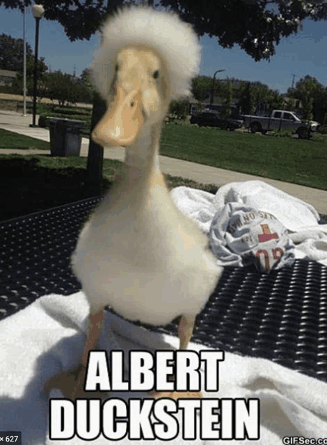 a duck with albert duckstein written on the bottom of it