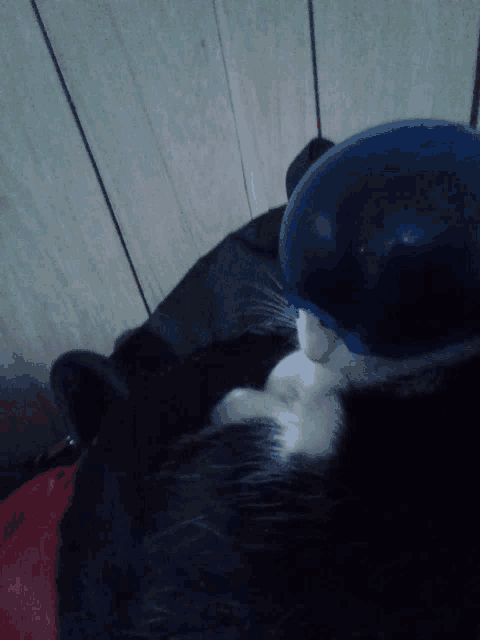 a black and white cat is wearing a blue hat