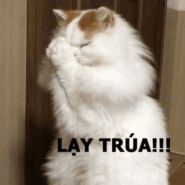 a fluffy white cat is covering its face with its paws and the words lay trua written on the bottom