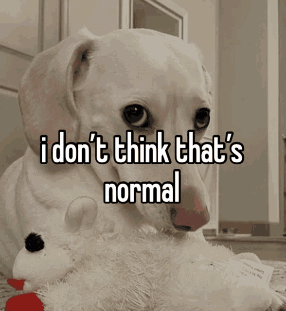 a white dog with the words " i don 't think that 's normal " on the bottom