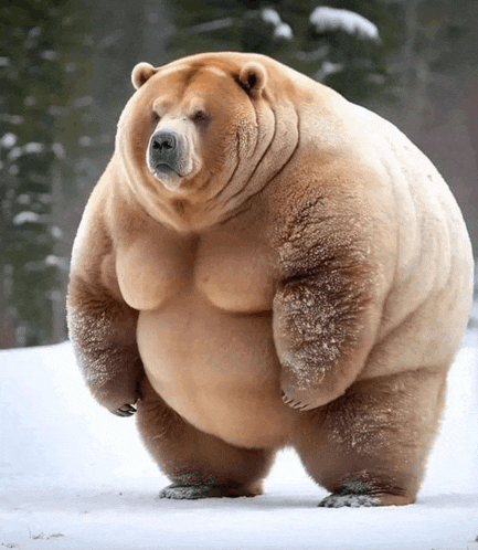 a large brown bear standing in the snow with a huge belly