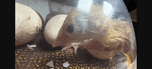 a baby bird is coming out of an egg in a plastic dome