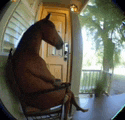 a horse sitting in a rocking chair on a porch