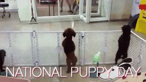 a group of puppies are standing in a fenced in area with the words national puppy day written above them