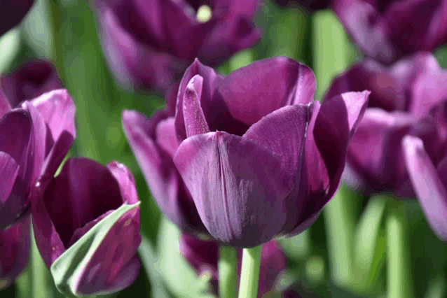 a bunch of purple flowers are growing in a field